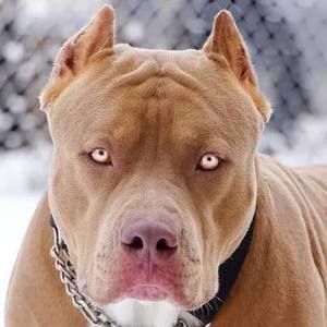 Meet your Posher, Douglas